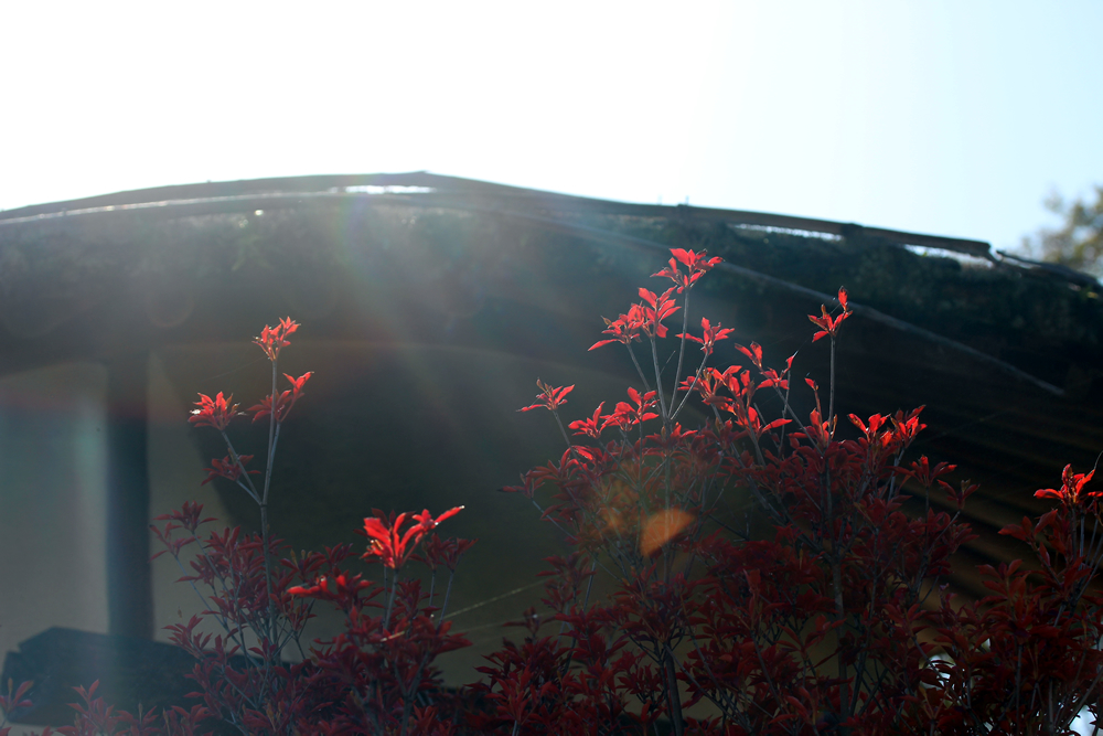 ちこり村